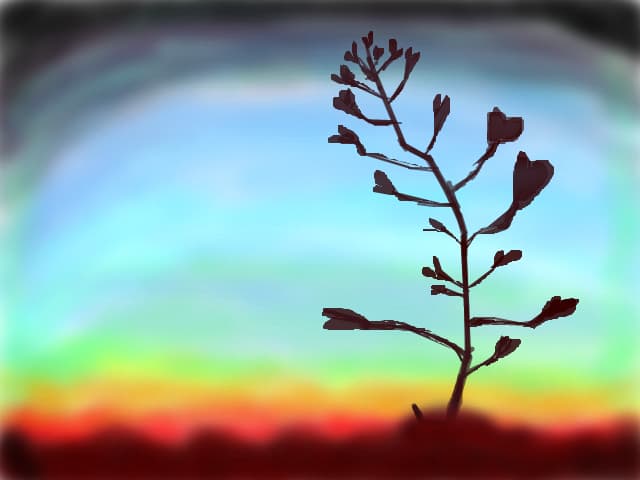 Lover flower.