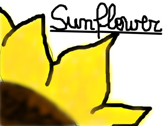 sunflower