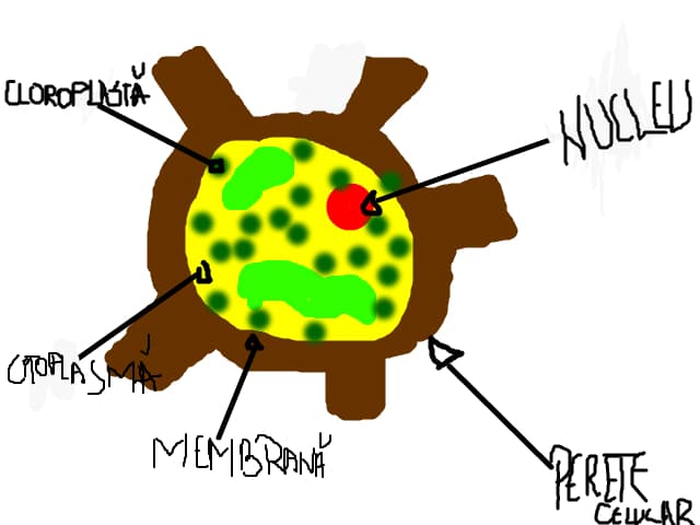 celula vegetale=))