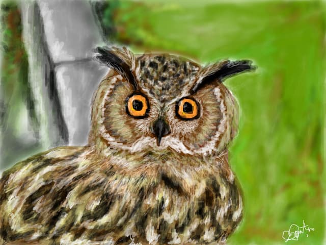 owl.