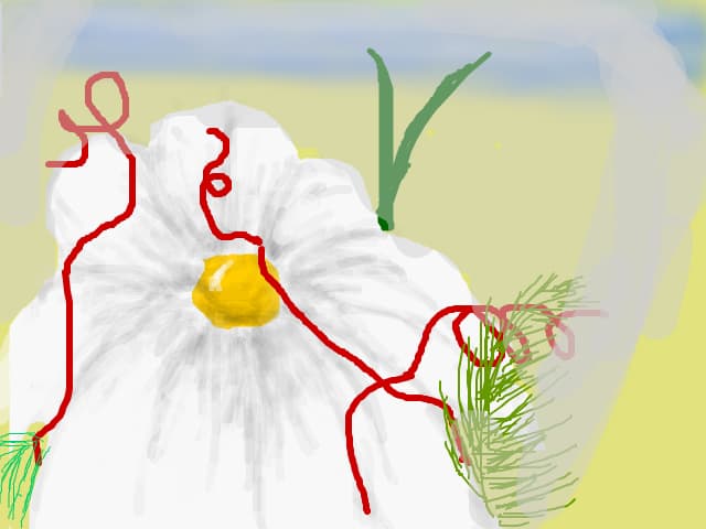 un buchet de 1 margareta