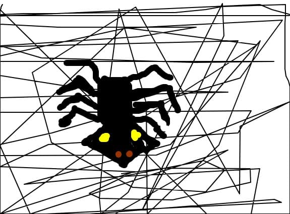 spider