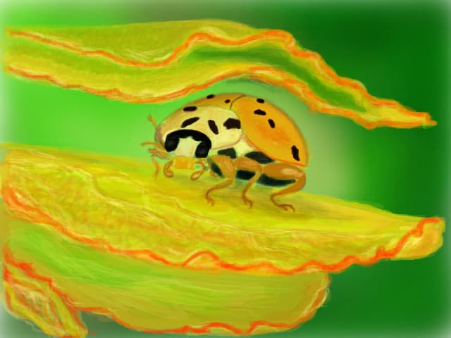 Mimetizata