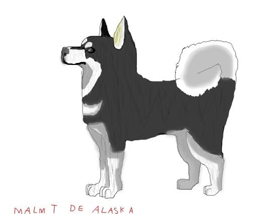 Malmut de alaska