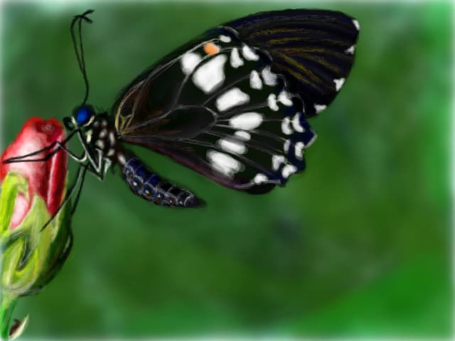un fluture