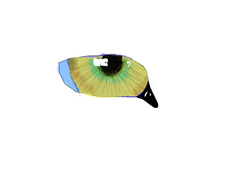 eye