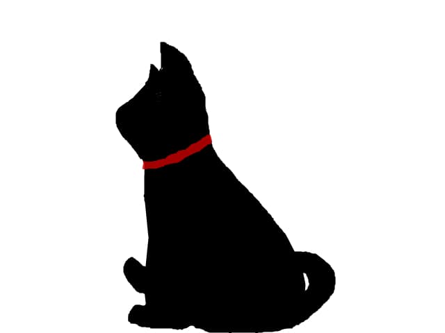 black cat