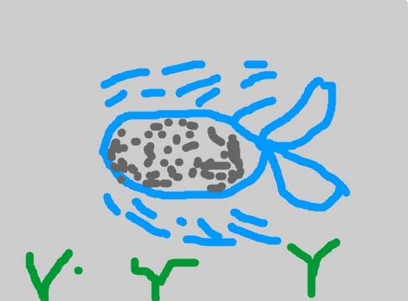Pesti