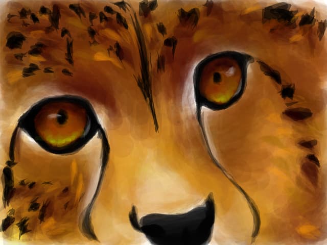 cheetah