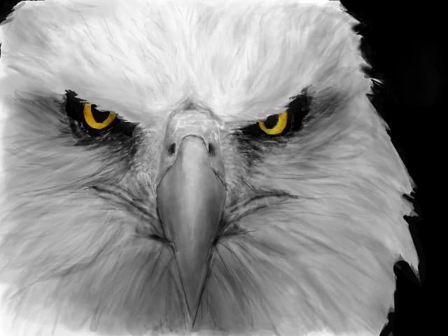 eagle