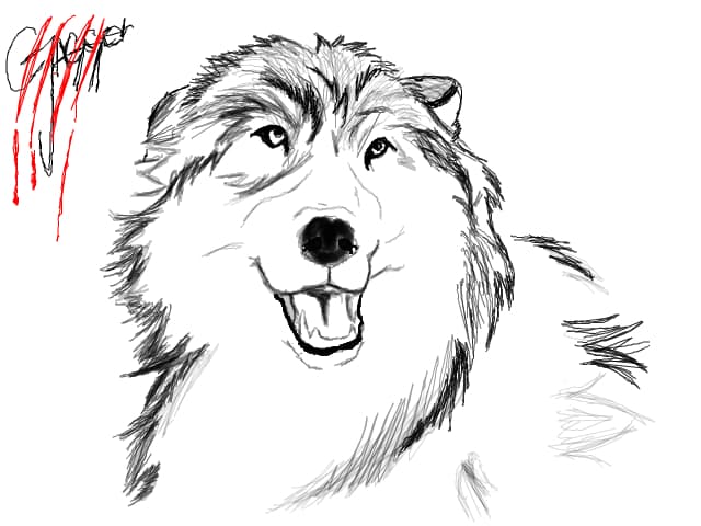 collie portrait
