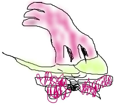 ciocanitoarea  Woody