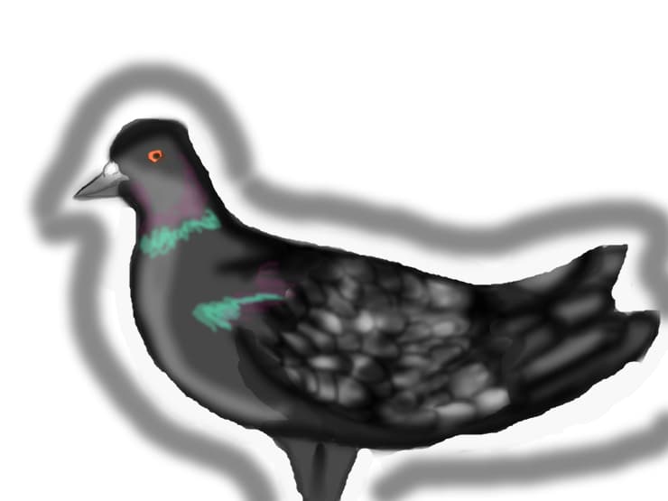 Porumbel