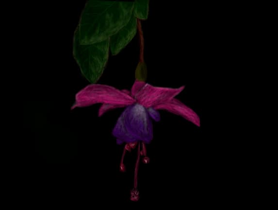 Fucsia