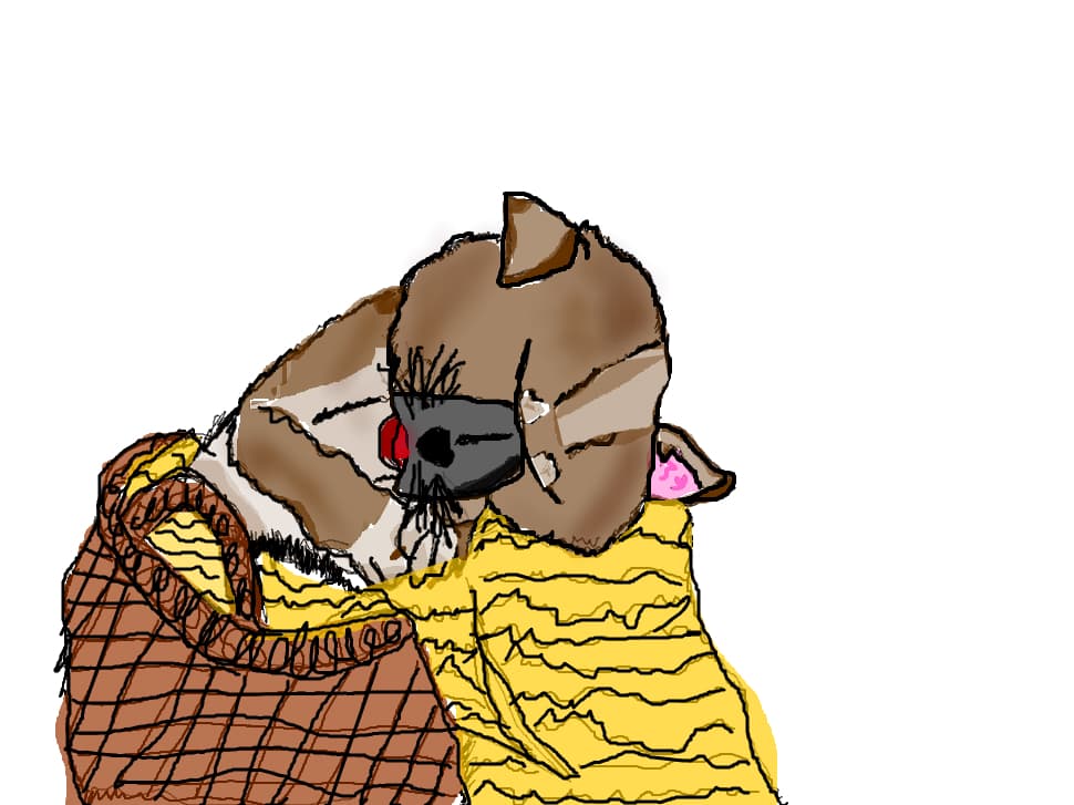 Catelus