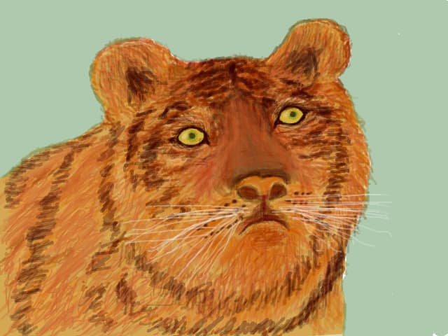 Tigru