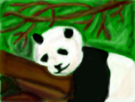 Panda