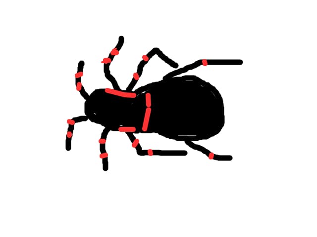 tarantula