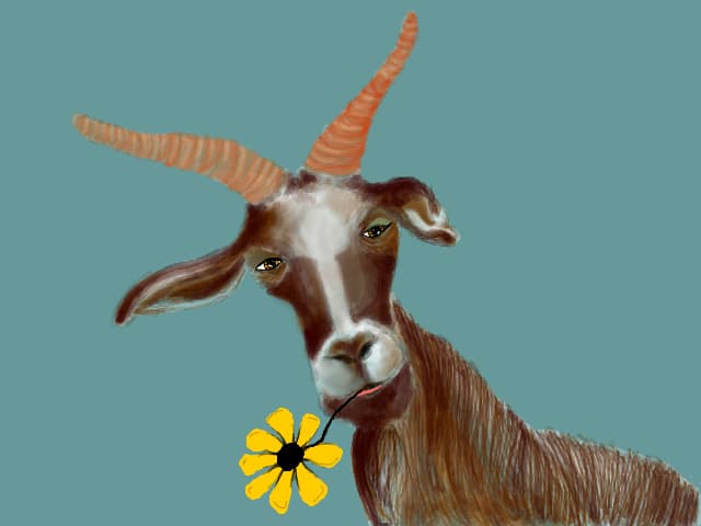 O capra