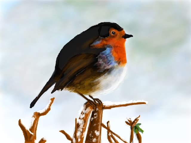 Robin