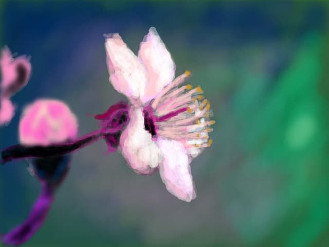 floare de cires...