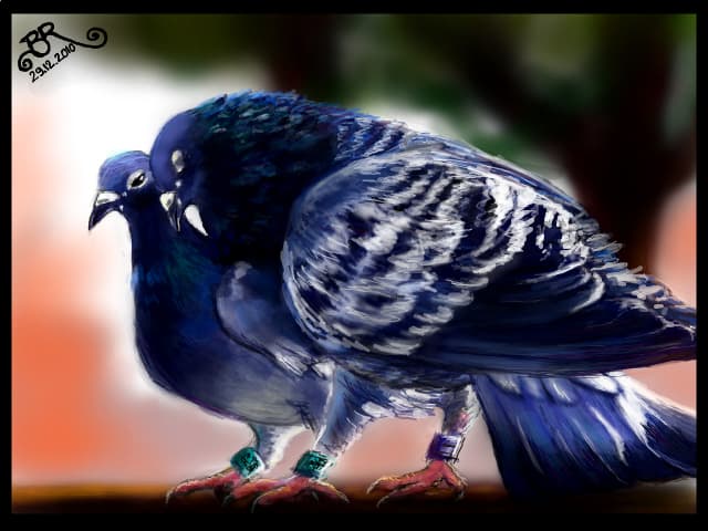 pasari calatoare