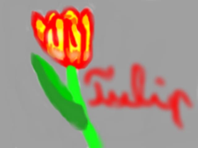 Tulip