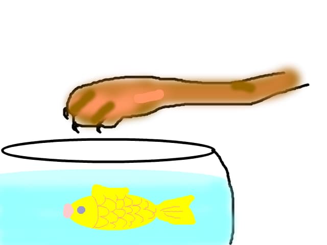 cat and fish