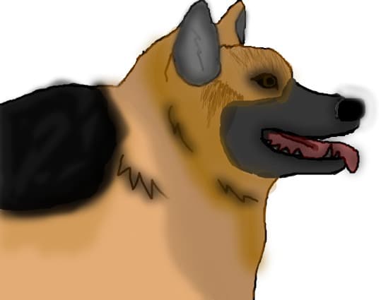 Ciobanesc German