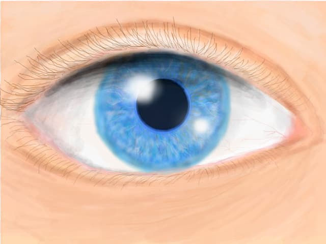 ochi