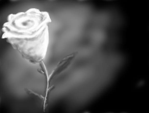 white rose