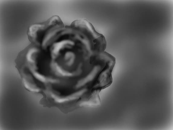 a rose