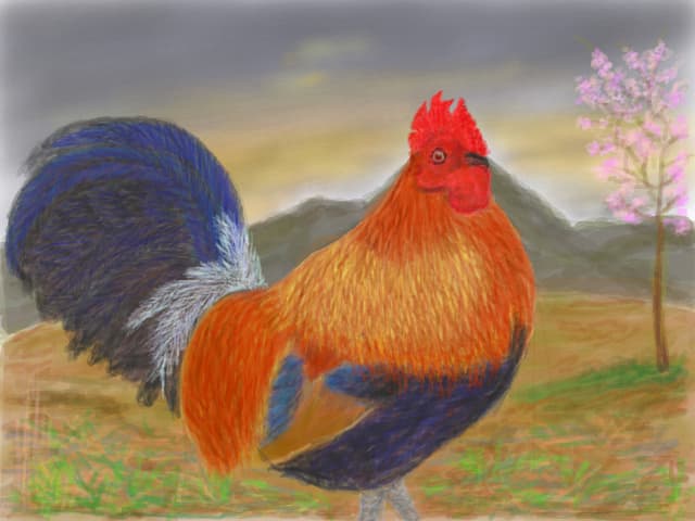 Cocos