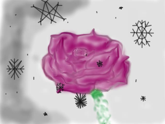 a rose in a snow