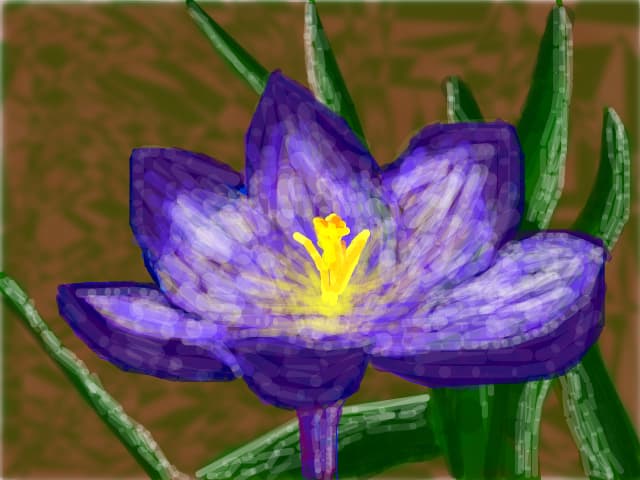 Crocus