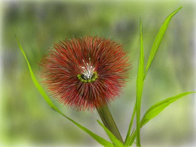 ....FLOARE