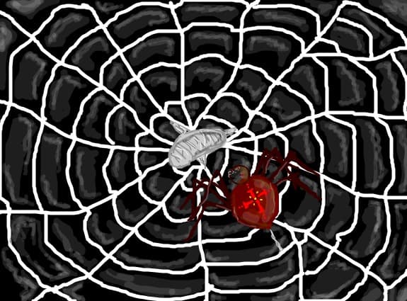 spider....