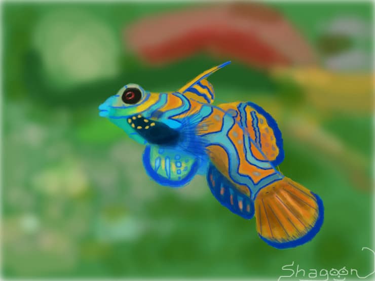 Synchiropus splendidus