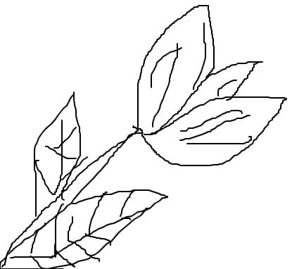 lalea