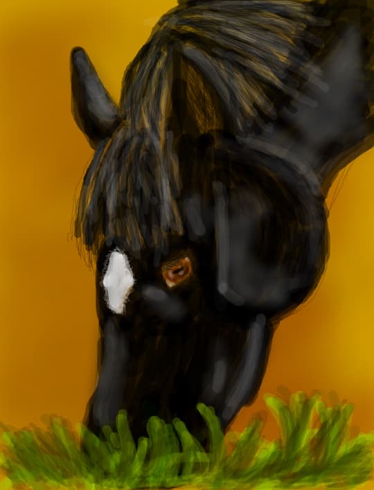 Black Beauty
