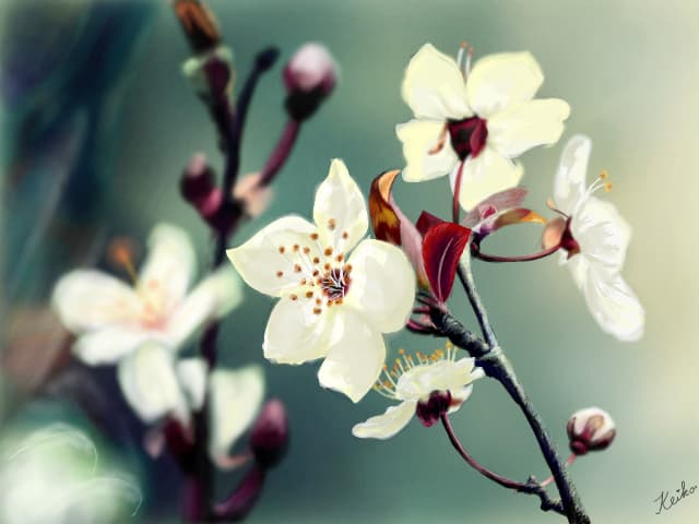 Spring Flower