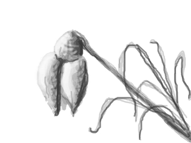 the White petals