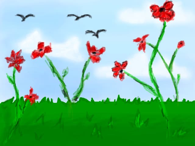 Maci.
