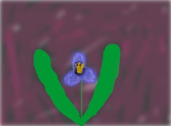 Floare de iris