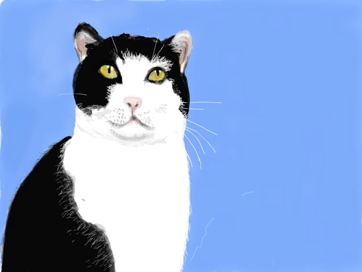American Shorthair