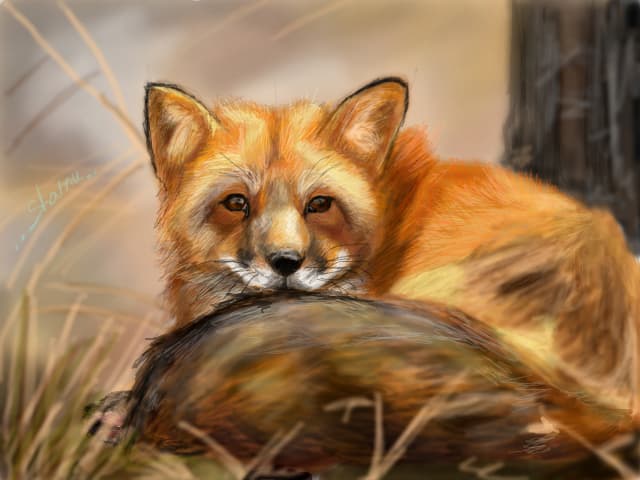 Foxy :3 my O.C