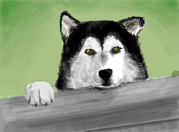 husky