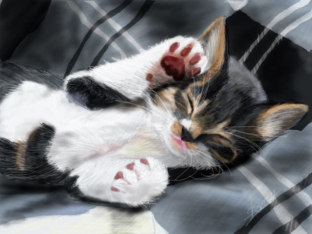 Sleepin\' kitty