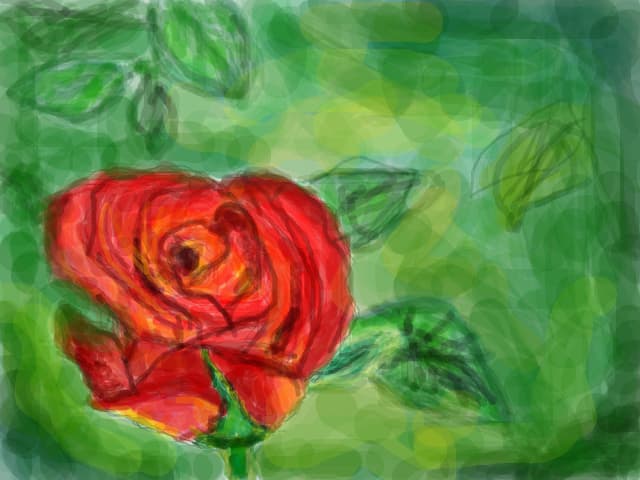 red rose