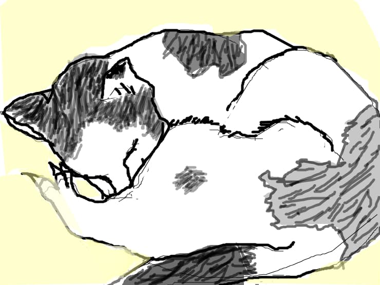pisoi